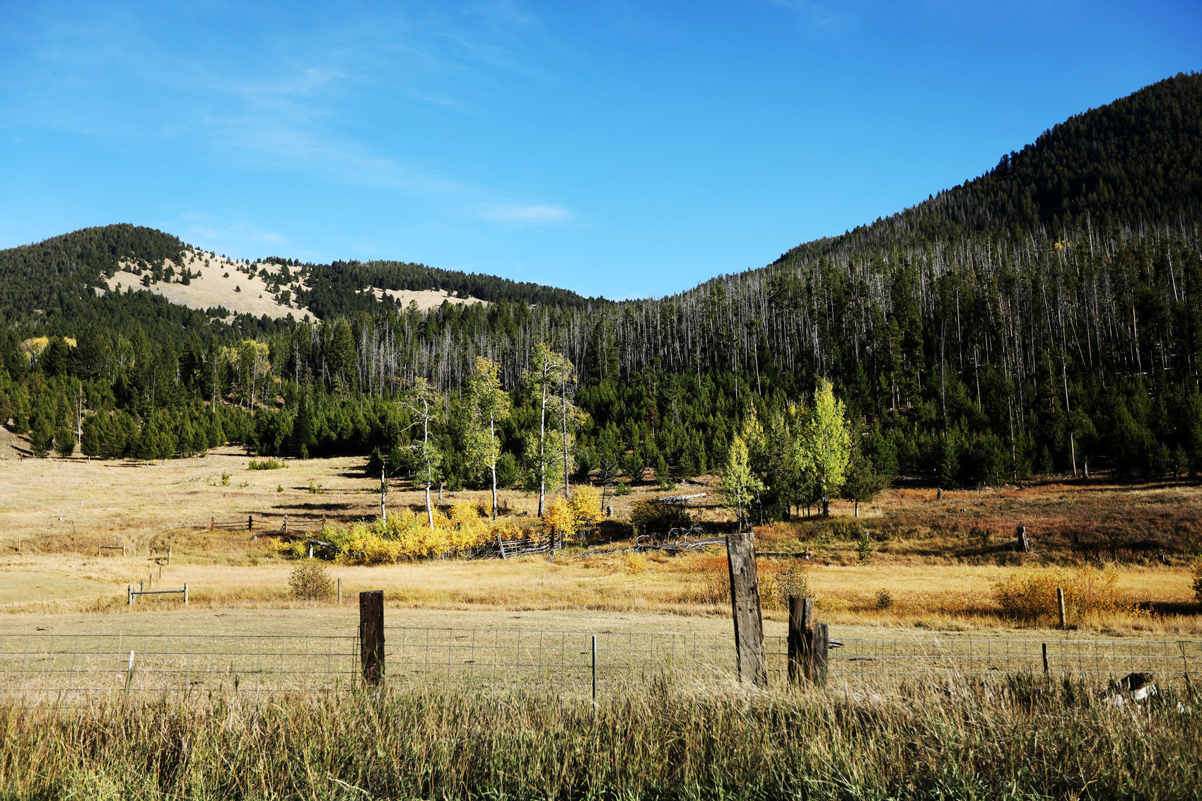 Goats killed in Browns Gulch